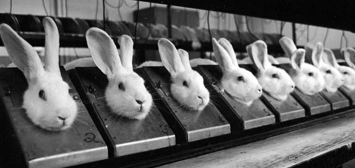 Animal Testing Truth